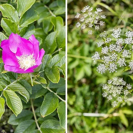 Vakantiehuis Tv1675-bindslev-raevevej-2 *